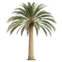 Obraz premium Ultra-Detailed 4K Willow and Palm Trees on Pure White Background: Elegant, Graceful, and Perfectly Centered for Seamless Editing and Design Projects