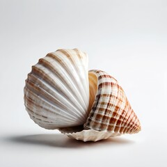 Obraz premium Two Seashells on White Background
