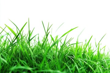 Fototapeta premium A macro shot of lush green grass against a pure white background, ideal for highlighting textures and colors