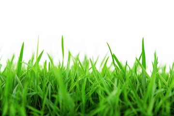 Fototapeta premium A close-up shot of lush green grass on a white background, suitable for use in designs requiring natural textures and colors