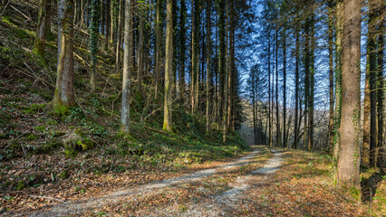 Dirt road running through a forest on the Italian Julian Alps. Taipana area, Udine province, Friuli Venezia Giulia, Italy.