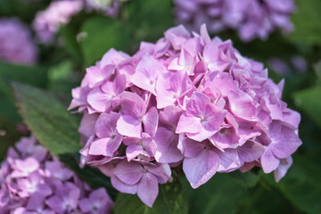 spring and summer blossoms