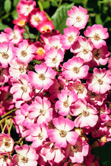 spring and summer blossoms