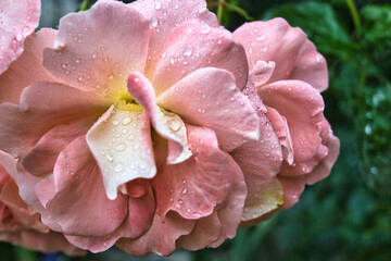 spring and summer blossoms