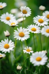 Fototapeta premium A bunch of white flowers with bright yellow centers