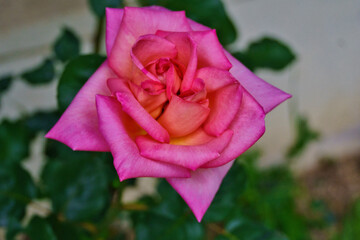 spring and summer blossoms