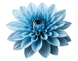 Fototapeta premium Blue Dahlia Flower, Isolated on White