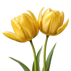 Naklejka premium Two Yellow Tulips Isolated on White