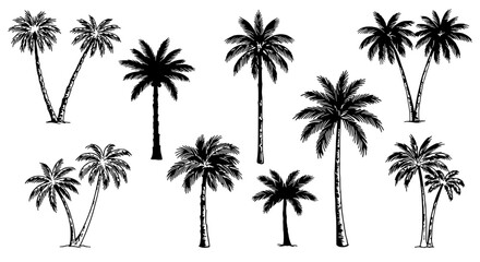 Palm Paradise: A collection of meticulously drawn palm trees, showcasing a variety of sizes and styles. Capturing the essence of tropical landscapes. 