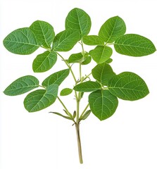 Fototapeta premium Lush Green Leaves of a Healthy Plant on a White Background Showcasing Nature's Vibrancy