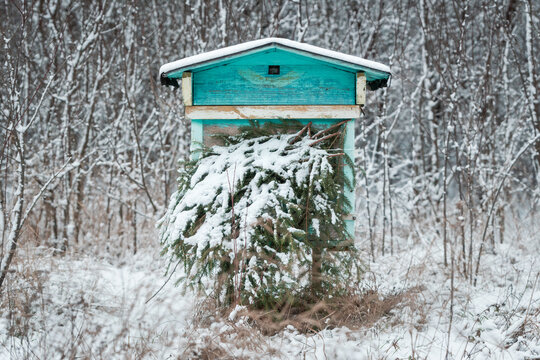 Authentic bee house, hive, covered with spruce branches for wintering.