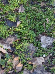 A closeup of the small green leaves of the plant covering the ground