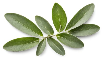 Obraz premium Sprig of Sage Leaves Isolated on White