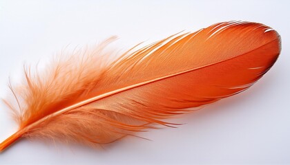 Fototapeta premium feather of a bird
