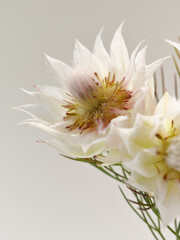 白色のセルリアの花Serruria