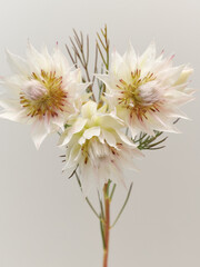 白色のセルリアの花Serruria