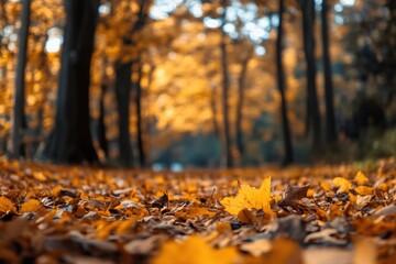 Golden autumn leaves blanket the forest floor.