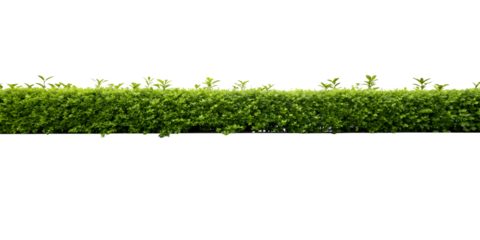 wooden floor with green bushes on a white background