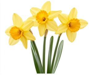 Yellow spring flowers, like daffodils or narcissus, set against a clear, see-through backdrop