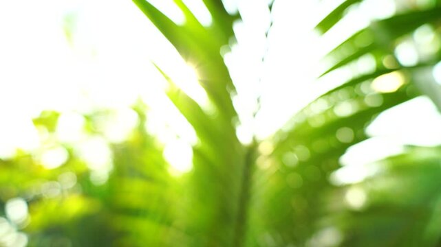 Sunlight shining through green palm leaf, blurred background