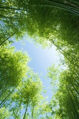 Fototapeta premium Bamboo forest canopy view looking up to blue sky, green leaves, sunlight. Wallpaper