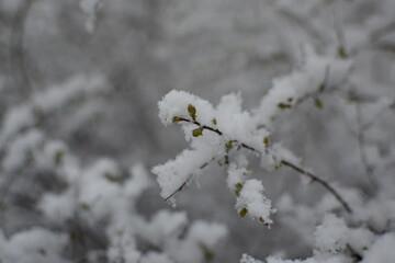 Macro of Blooming Apricot Branch Covered in Snow – Winter Meets Spring in Soft Gray Tones
