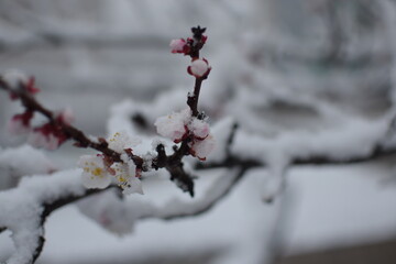 Macro of Blooming Apricot Branch Covered in Snow – Winter Meets Spring in Soft Gray Tones