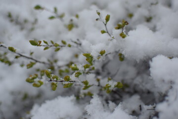 Macro of Blooming Apricot Branch Covered in Snow – Winter Meets Spring in Soft Gray Tones