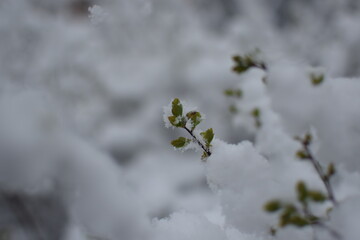 Macro of Blooming Apricot Branch Covered in Snow – Winter Meets Spring in Soft Gray Tones