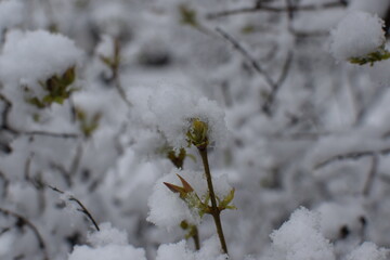Macro of Blooming Apricot Branch Covered in Snow &ndash; Winter Meets Spring in Soft Gray Tones