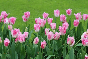 Flower bed full of pink fringed tulips in a spring garden