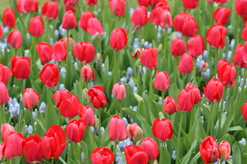 Bright red tulips in a spring garden