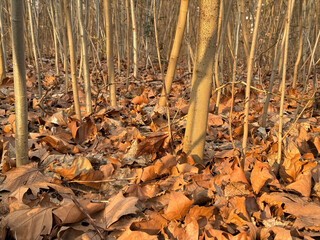 Golden and brown autumn leaves floor covering underneath young sapling trees