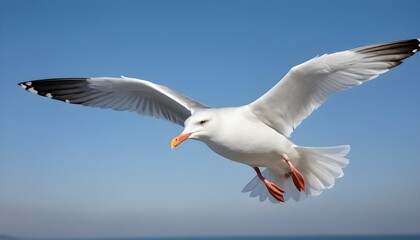 Obraz premium Seagull in Flight Against a Blue Sky