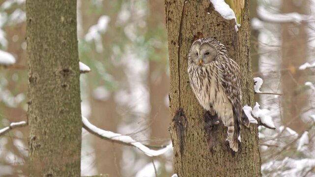 ural owl in winter, strix uralensis, owl in the tree, owl - wildlife, owl's hunting