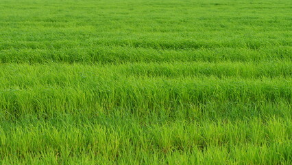 Green young fresh field with neat, under a bright, sunny sky, green rows stretching horizon.