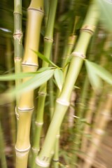 Obraz premium Green Bamboo Forest Abstract Motion with Leaves and Blurred Background