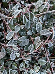 a beautiful green bush with red berries is covered with frost