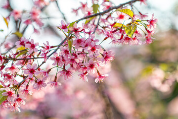 Obraz premium Beautiful woman with white flowers