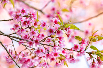Beautiful woman with white flowers