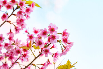 Beautiful woman with white flowers