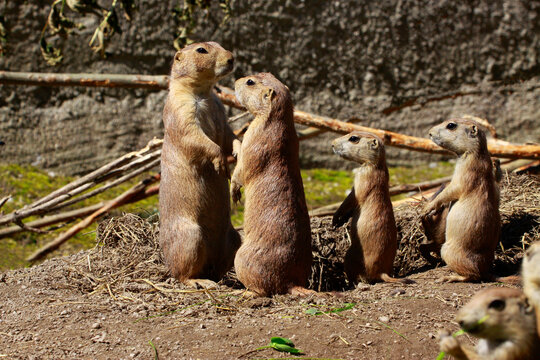 Erdm&auml;nnchen (Suricata suricatta) auch Surikate oder Scharrtier, Gruppe vor Erdloch