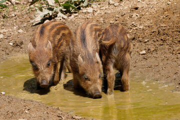 Fototapeta premium Wildschwein (Sus scrofa) drei Jungtiere trinken aus Wasserpfütze