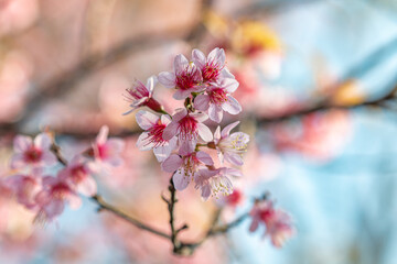 Tiger Lily, a winter flower