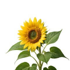 Obraz premium Single Sunflower Isolated on White Background