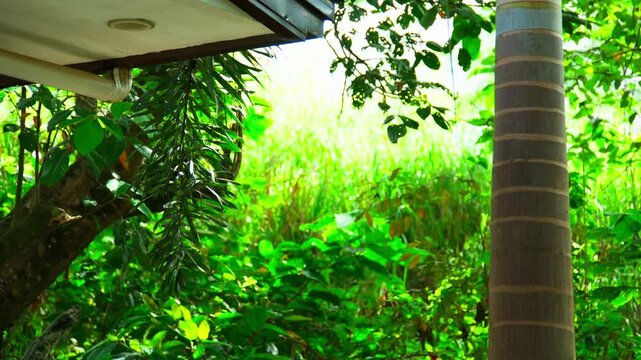 Serene view of lush greenery in a beautiful private garden with a part of the house roof in the view