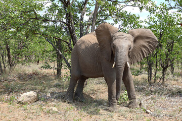 Obraz premium Afrikanischer Elefant / African elephant / Loxodonta africana