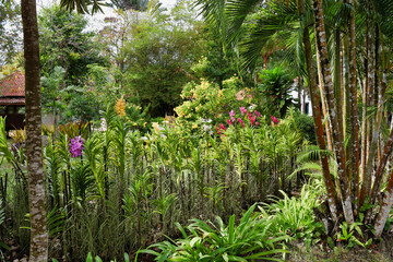 tropical garden with many orchid plants in different colors
