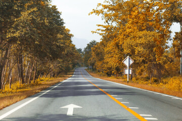 A curvy road of fresh tree