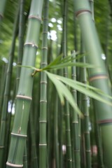 Wandering Through Serene Bamboo Forest with Lush Greenery and Leaves